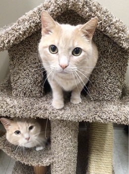 Tiger and Rufus on condo Tiger and Rufus on condo